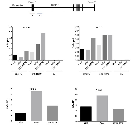 IP using polyclonal anti-plant H3 antibody